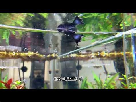 魚缸魚一直死|魚缸魚救命！3步驟搞定